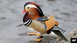 A Mandarin duck walks in Central Park in New York, Wednesday, Dec. 5, 2018. In the weeks since it appeared in Central Park, the duck has become a celebrity. (AP Photo/Seth Wenig)