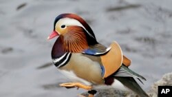 A duck's relationship to water has given us some great expressions! This Mandarin duck lives in Central Park in New York City and has become famous on the internet for just being a duck! (AP Photo/Seth Wenig, Dec. 2018)