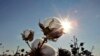 Le Mali redevient le premier producteur de coton en Afrique en 2017/18