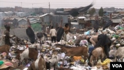 At the garbage dump in Nairobi’s Viwandani neighborhood, people, goats and Marabou storks pick through the trash side by side. (Credit: S. Baragona/VOA)