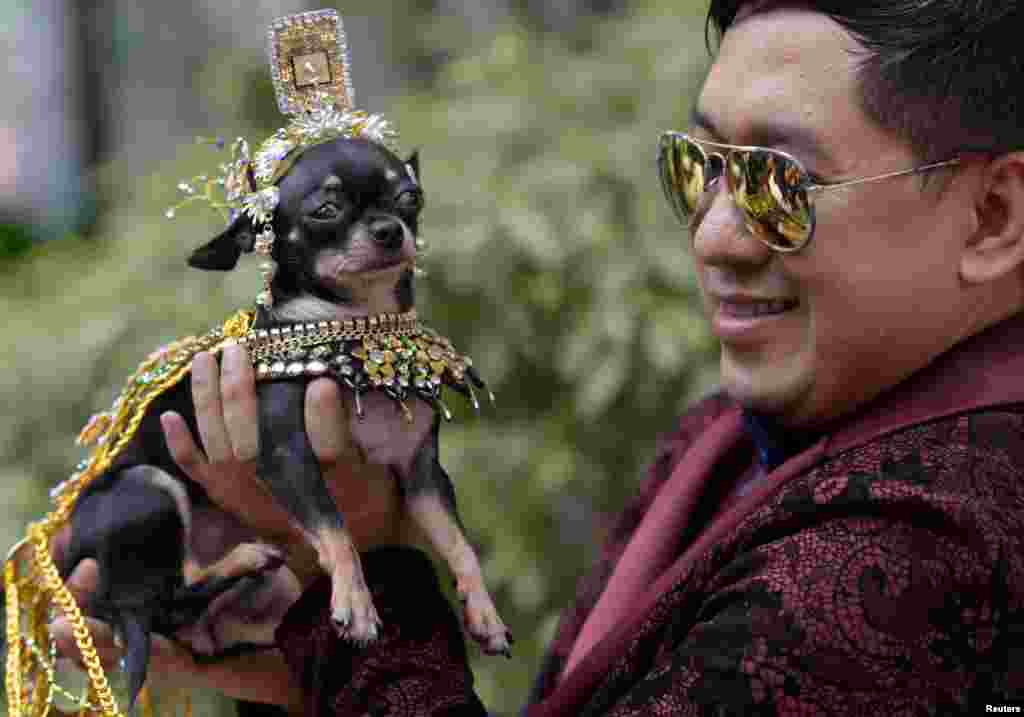 A Chihuahua dressed as Elizabeth Taylor in the movie &quot;Cleopatra&quot; poses with its owner in Quezon City, Metro Manila, Philippines.