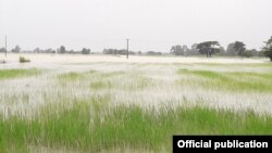 ညောင်လေးပင်ရေကြီးမှုကြောင့် လယ်ယာများပျက်စီးနေ (MOI)