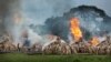 L'Homme commence enfin à prendre au sérieux le massacre des éléphants