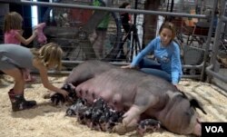 미국 메릴랜드 티모니움에서 열린 ‘스테이트 페어(State fair)’에서 어린 소녀가 어미 젖을 물고 있던 새끼 돼지를 만지고 있다.