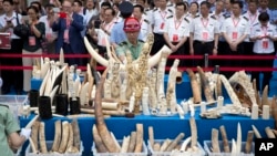Tư liệu - Những ngà voi sắp sửa bị tiêu hủy trong một buổi lễ ở Bắc Kinh, ngày 29 tháng 5, 2015.