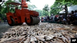 A steamroller is used to crush seized elephant tusks during a ceremony at the Protected Areas and Wildlife Bureau of the Department of Environment and Natural Resources in Quezon city, northeast of Manila, Philippines, June 21, 2013.