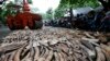 A steamroller is used to crush seized elephant tusks during a ceremony at the Protected Areas and Wildlife Bureau of the Department of Environment and Natural Resources in Quezon city, northeast of Manila, Philippines, June 21, 2013.