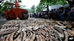 Gading-gading gajah ilegal yang disita (foto: ilustrasi). 