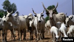 Bovins à Zango dans l'Etat de Kaduna le 22 mars 2014.