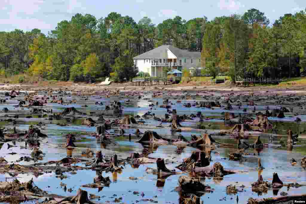 Old tree stumps at the bottom of Patricia Lake are revealed after it emptied when its dam collapsed in the aftermath of Hurricane Florence, in Boiling Spring Lakes, North Carolina, Sept. 19, 2018.