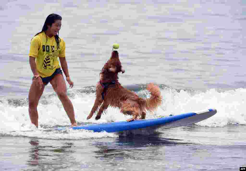 Bell (R) catches a ball next to owner Nao Omura as they ride on a wave during the animal surfing portion of the Mabo Royal Kj Cup surfing contest at Tsujido beach in Fujisawa, Kanagawa prefecture, Japan, July 6, 2014.