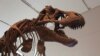 Dinosaur Descendants Shrank to Survive 