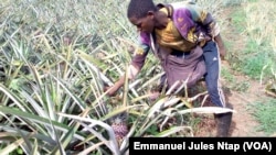 A 17 ans, ce jeune Camerounais sans formation manipule les pesticides dans son champs d'ananas, près de Yaoundé, le 11 mai 2017. (VOA/Emmanuel Jules Ntap)