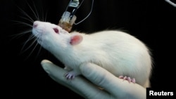 La memoria de un ratón es registrada en un laboratorio. El cerebro de los animales ha cambiado a medida que el hombre ha modificado su ecosistema.