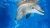 امریکہ: ڈولفن مچھلیوں کی موت کا سبب، ایک وائرس