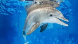 Winter, star of "Dolphin Tale"