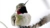 Descubren que colibríes viven más 10 años