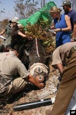 The IAPF, assisted by wildlife veterinarians, surgically removes the horns of some rhinos to prevent them from being targeted by poachers