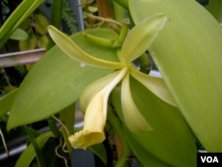 The most famous edible orchid is the vanilla, a vine-form orchid native to Central and South America. (J. Taboh/VOA)