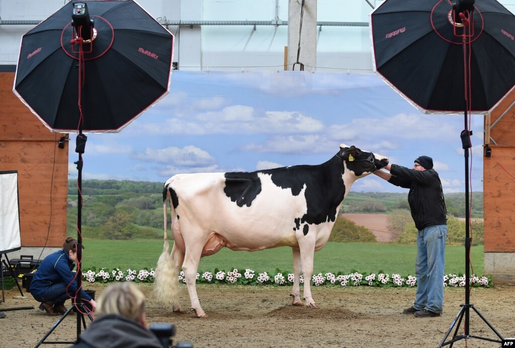 독일 베르덴안데르알러에서 예쁜 소 선발대회에 참가한 젖소의 사진을 찍고 있다.