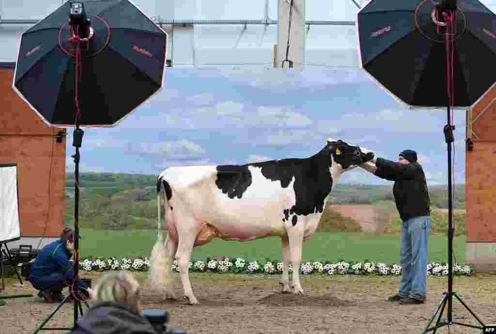 A cow is prepared to be photographed during the 44th edition of the "Schau der Besten" (Show of the Best) dairy cow beauty pageant in Verden an der Aller, Germany.