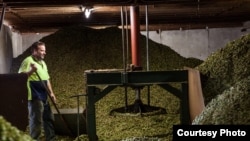 Hops are sorted at South African Breweries where a new experimental variety has been introduced for local craft brewers. (Courtesy South African Breweries)