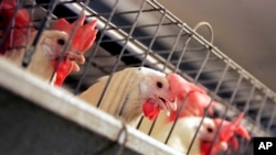 FILE - Chickens huddle in their cages at an egg processing plant at the Dwight Bell Farm in Atwater, California, Sept. 10, 2008. 