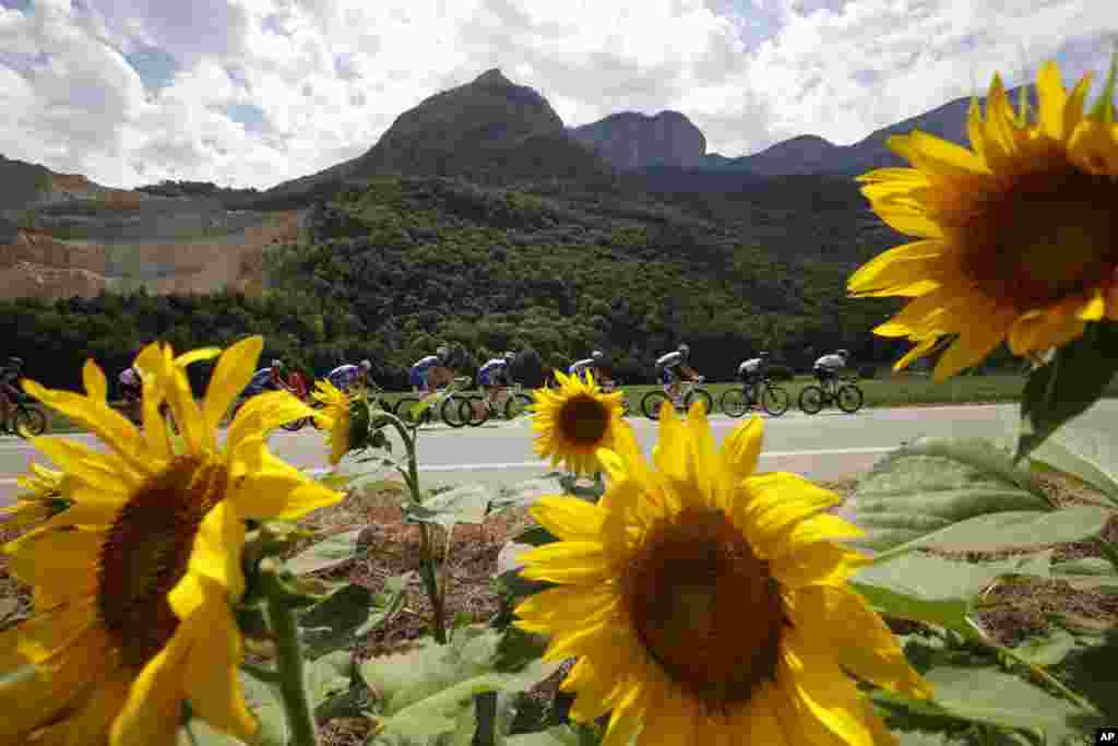 The pack passes a field with sunflowers during the thirteenth stage of the Tour de France cycling race over 169.5 kilometers (105.3 miles) with start in Bourg d'Oisans and finish in Valence, France.