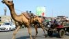 在古吉拉特邦的省级公路上，骆驼车与汽车同时在机动车道路上前行。（美国之音朱诺拍摄，2017年11月15日）