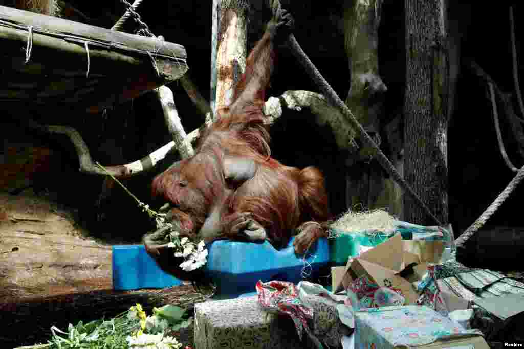 프랑스 파리의 동물원에서 오랑우탄 네넷트가 50살 생일을 보내고 있다.