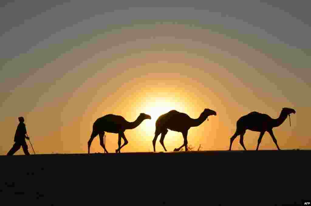 A boy walks with his camels in Jaffarabad district in the southeast of the Pakistani province of Balochistan.