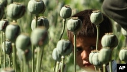 An Afghan boy looks from a poppy field as U.S. Marines patrol a village in the Golestan district of Farah province, May 5, 2009. (file photo)