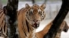 Thailand's 10-year Tiger Protection Plan Has Mixed Results