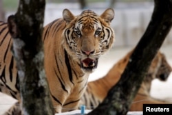 FILE - A tiger stands in its cage at Siracha zoo, 80 km (50 miles) east of the Thai capital Bangkok.