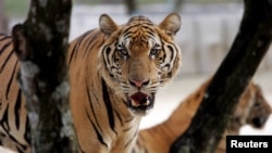 FILE - A tiger stands in its cage at Siracha zoo, 80 km (50 miles) east of the Thai capital Bangkok.