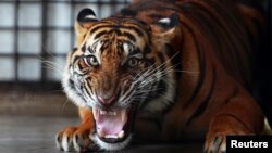 Jumlah harimau Sumatera saat ini diperkirakan hanya mencapai 350 ekor (foto: dok). 