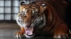Harimau Terkam Petani di Sumatera Utara