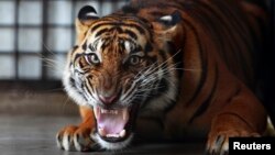 Harimau Sumatera di lembaga konservasi di Bandar Lampung. Hanya ada 400 ekor harimau Sumatra yang tersisa saat ini akibat pengrusakan hutan dan perburuan. (Foto: Dok)