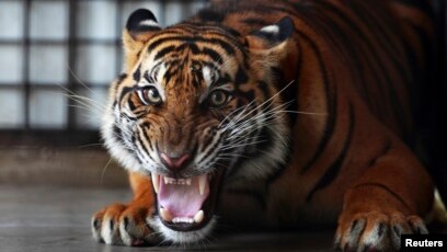 Unduh 7600 Gambar Harimau Marah Terbaru 