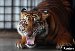 Seekor harimau Sumatera mengaum di kompleks Pusat Penyelamatan Harimau Sumatera, di dalam Tambling Wildlife Nature Conservation (TWNC), dekat Bandar Lampung, 25 Februari 2013. (Foto: Reuters)