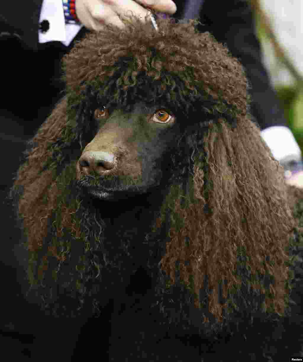 Riley, an Irish water spaniel breed, winner of the sporting group, stands at the 138th Westminster Kennel Club Dog Show, Madison Square Garden, New York City, NY, Feb. 11, 2014.