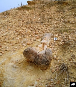 Angolatitan Adamastor, uma descoberta histórica do primeiro dinossauro angolano, no Bengo