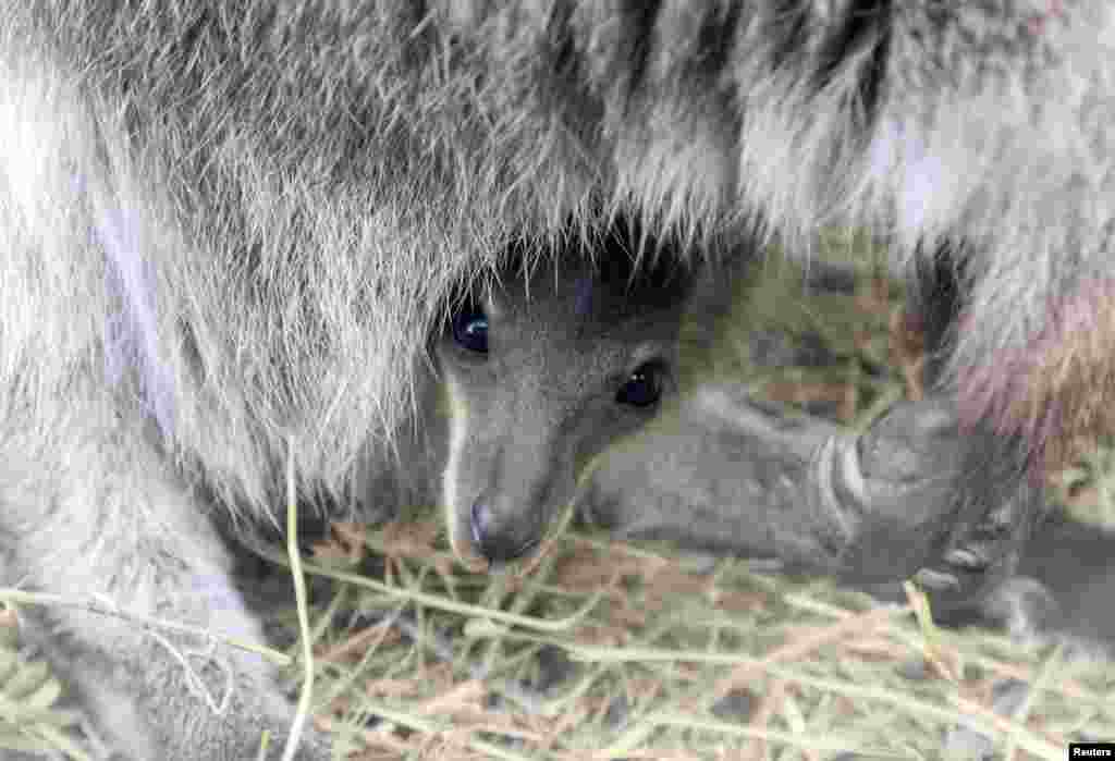 Krımda zooparkda dünyaya yeni gələn kenquru.&nbsp;