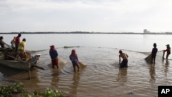 Cambodian fishermen move their fishing net from the Mekong River as they catch fish on the outskirts of Phnom Penh.