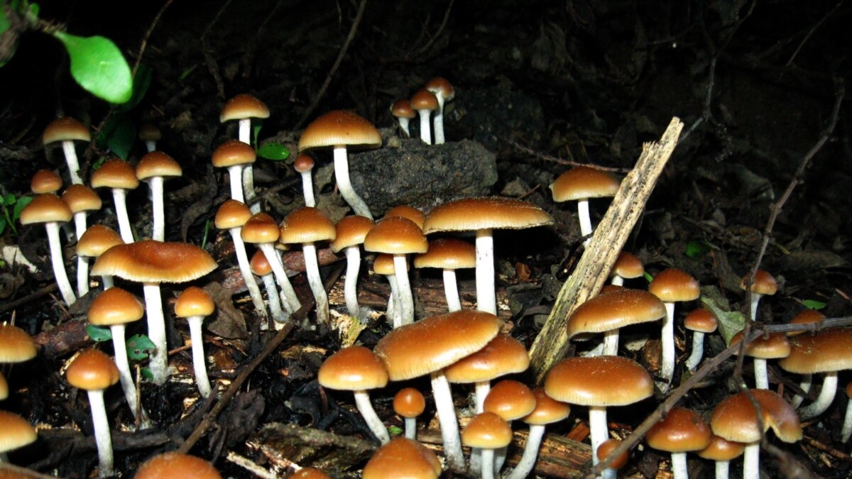 Magic Mushrooms' Help Cancer Patients with Depression, Anxiety