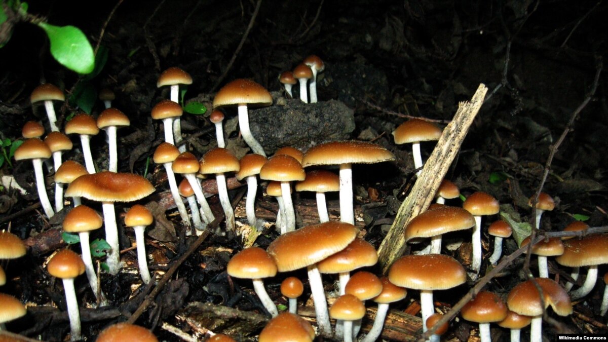 'Magic Mushrooms' Help Cancer Patients with Depression, Anxiety