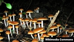 A hullucenogenic substance found in certain mushrooms appears to help with depression and anxiety among cancer patients.