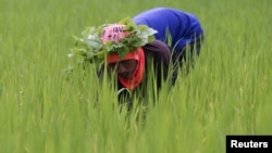 FILE - A rice farmer collects snails and cleans the rice field near Udon Thani, Thailand, Sep. 15, 2015. (REUTERS)