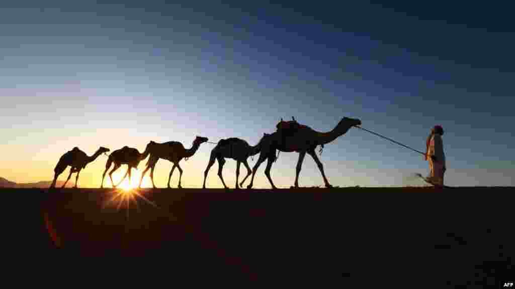 ساربان سعودی و شترهایش از مرکز آموزشی در 1500 کیلومتری شمال ریاض به خانه برمی گردند