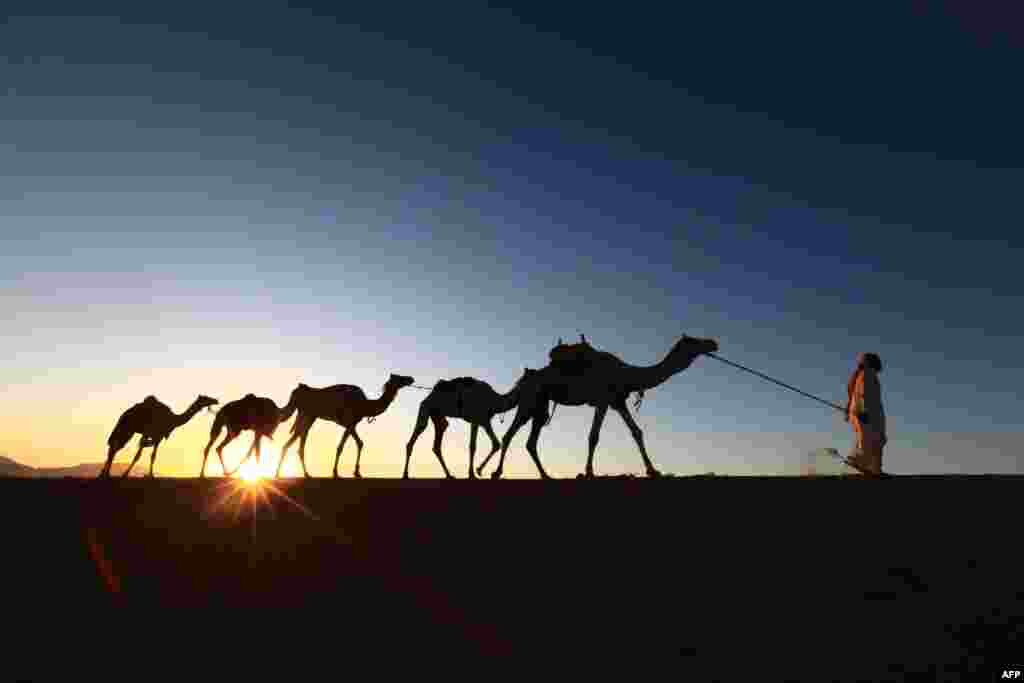 A Saudi man leads camels as he heads back home from a training center near the city of Tabuk, located some 1,500 km northwest of the capital Riyadh.